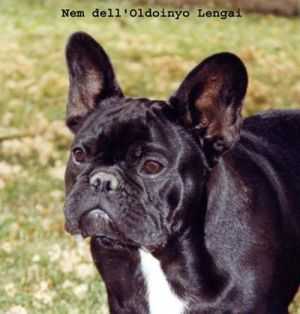 NEM DELL' OLDOINYO LENGAI | French Bulldog 