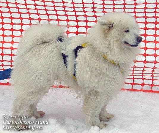 Beloe Chudo Shaman | Samoyed 