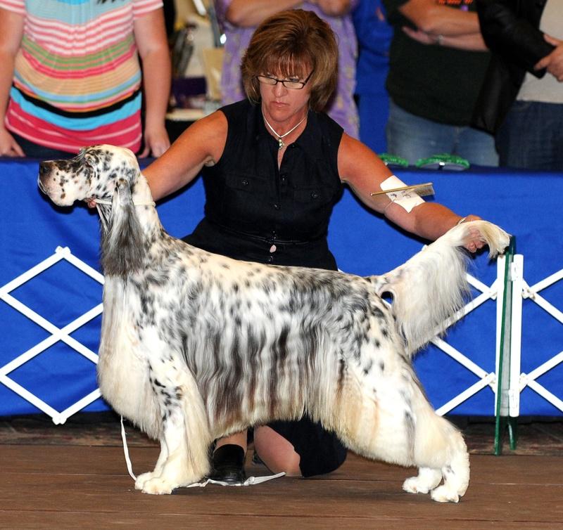 Editions Kryptonite | English Setter 