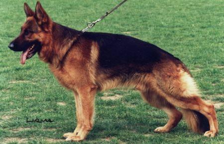 Mischaland's Simon | German Shepherd Dog 