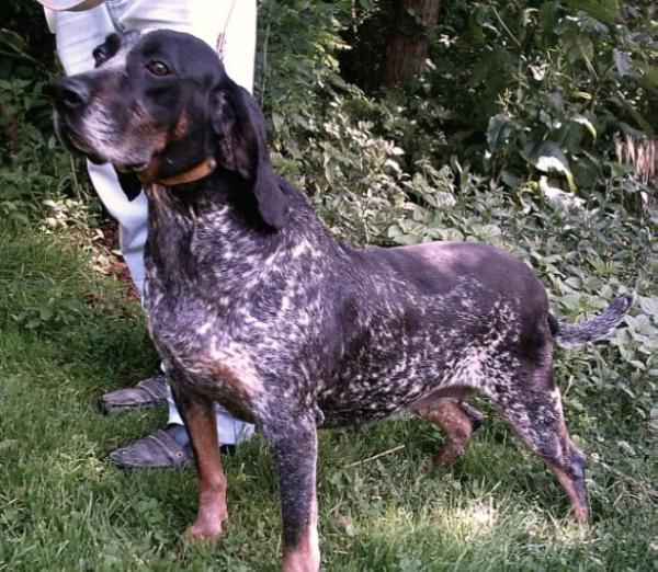 Brownings Blue Daisy | Bluetick Coonhound 