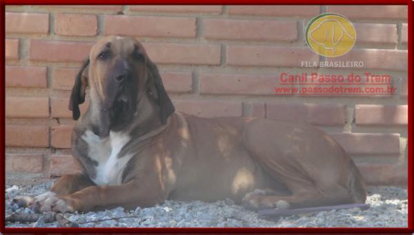 Xena do Itanhandu | Fila Brasileiro 