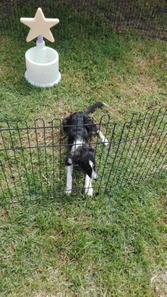 RURYS OREO | Border Collie 