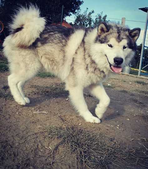 Artico | Alaskan Malamute 