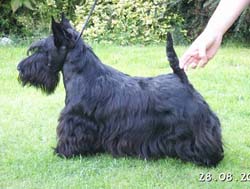 Lucia's Dream Serenade Scotchmore | Scottish Terrier 