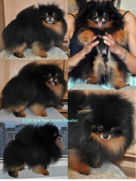 Sen Tais Archi Amulet | Pomeranian 