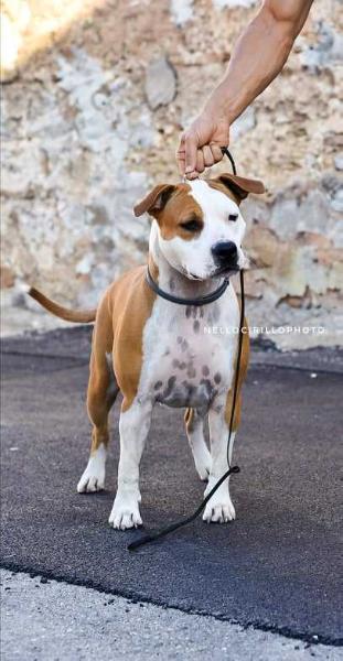 Delle Maleserre More Than I Expected | American Staffordshire Terrier 