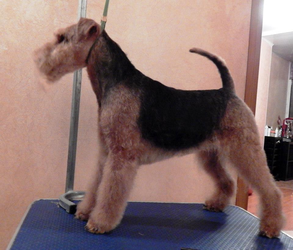 MIXMIRA ZABAVA | Welsh Terrier 