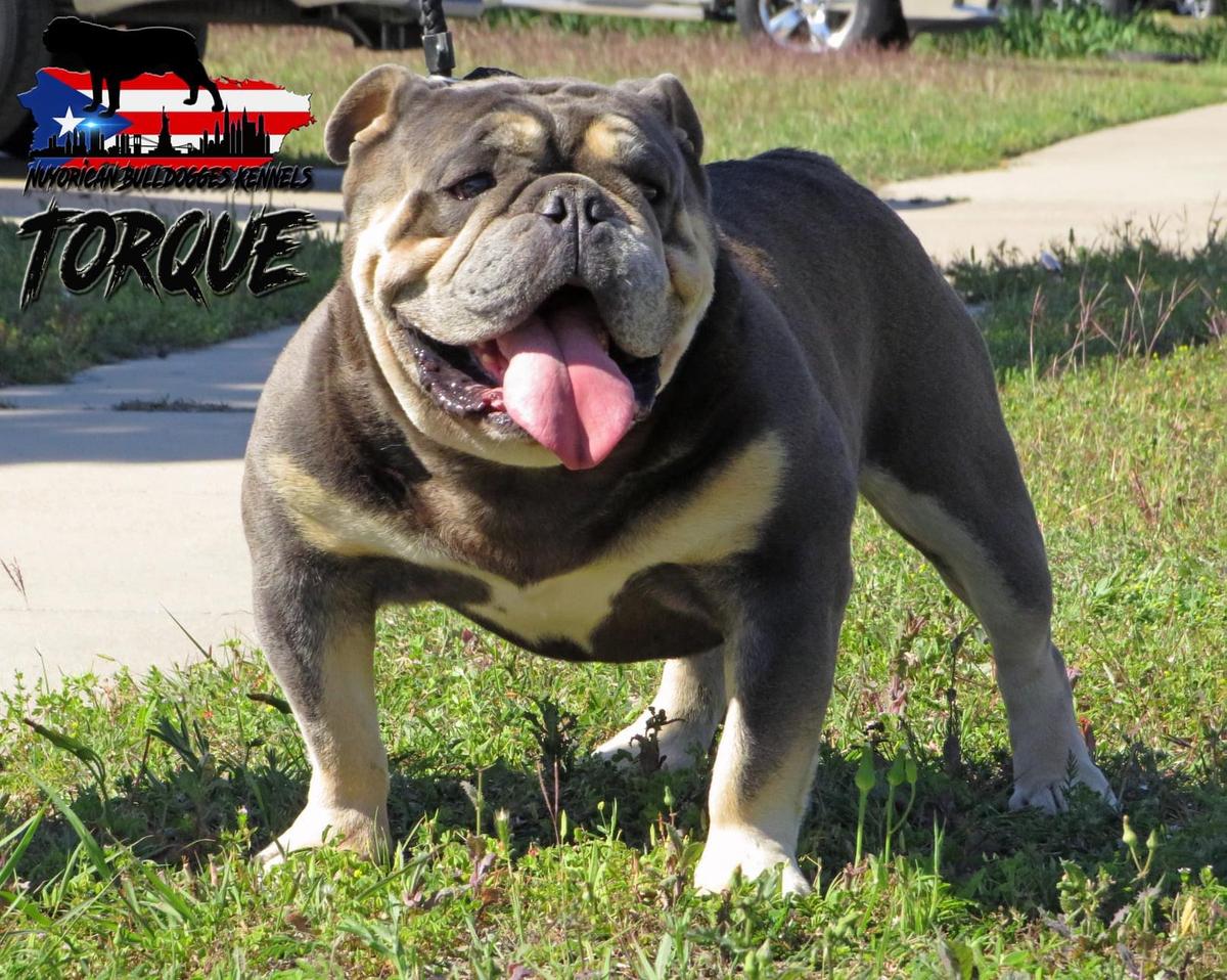 Nuyorican Bulldogges Torque | Olde English Bulldogge 