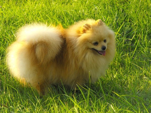 Arianna of Lenette | Pomeranian 