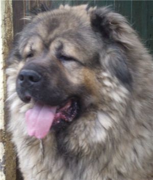 MEDVEDI IZ GRADA KRESTA GOSHA VELIKOLEPNY | Caucasian Mountain Dog 