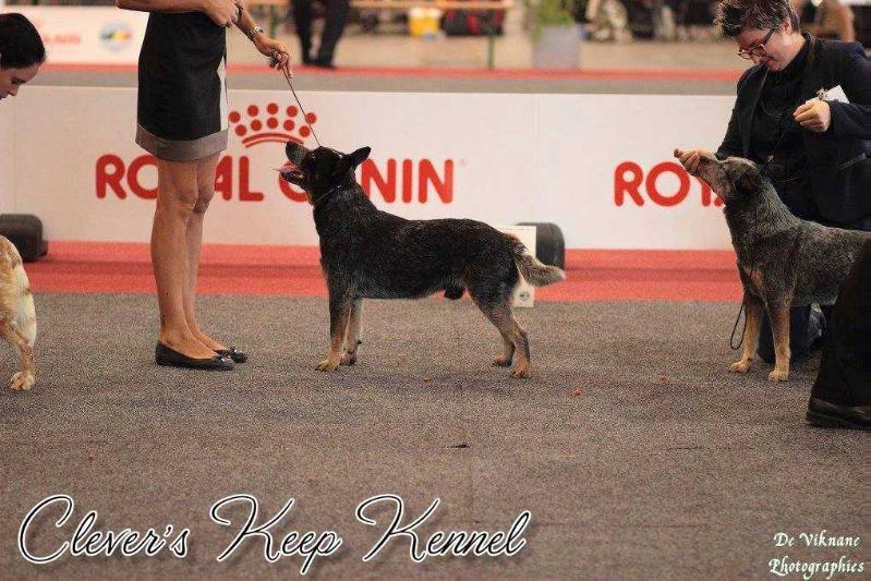 Glue Boy | Australian Cattle Dog 