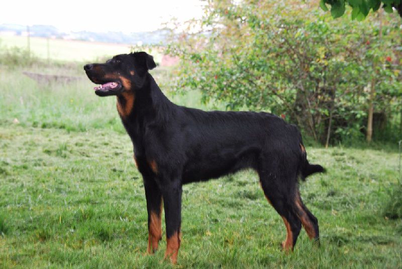 Inahia des liens du feu | Beauceron 