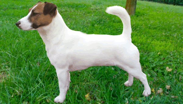 Titotazio delle Grandi Ombre | Jack Russell Terrier 