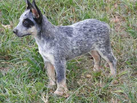 PEPE BLUE HEELER SELIVON | Australian Cattle Dog 