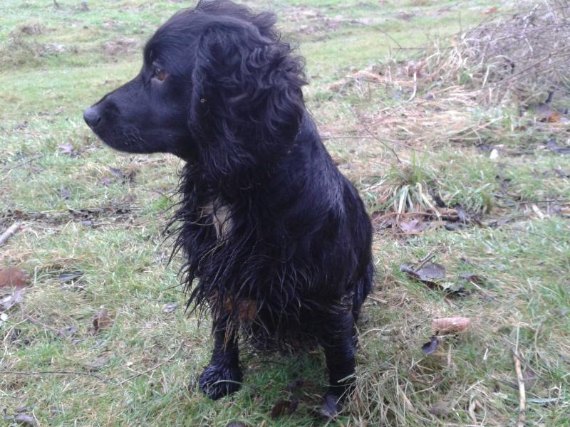 Windleway Nutmeg | English Cocker Spaniel 