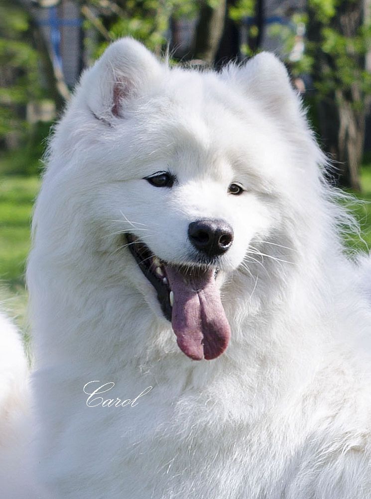 Dorian Spring Christmas Carol | Samoyed 