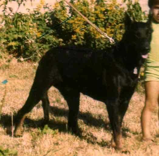 Isis de la Pointe aux Herbes | Beauceron 