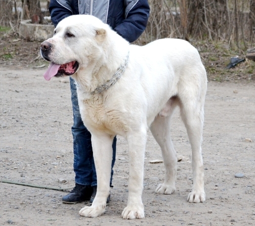 ??? ??? ????? | Central Asian Shepherd Dog 