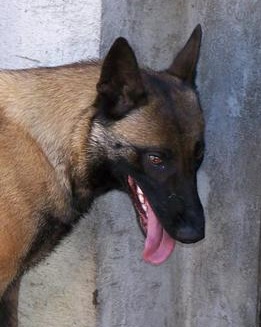 Ora Divja Jaga | Belgian Malinois 