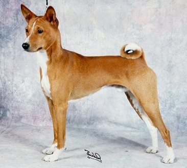 Sternhimmels Munter Mathias | Basenji 