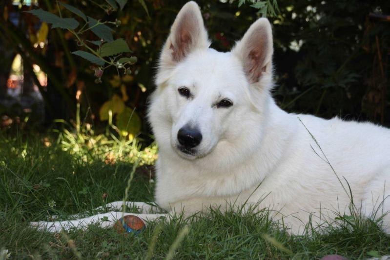 Vivid Daydream Amarushaya | White Swiss Shepherd Dog 