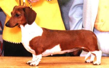 Duchwood's Cornerstone | Dachshund 