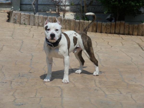 Praetorian Staff Hot Spot | American Staffordshire Terrier 
