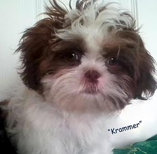 Krammer Anderson | Shih Tzu 