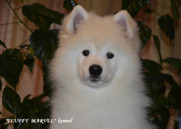 Fluffy Marvel Johny Thief Of Hearts | Samoyed 