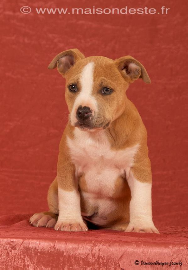 Ice  de la maison d'Este | American Staffordshire Terrier 