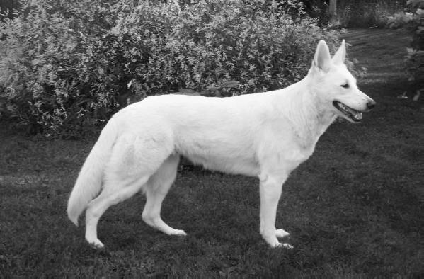 Vanzant's Northern Wind | White Swiss Shepherd Dog 