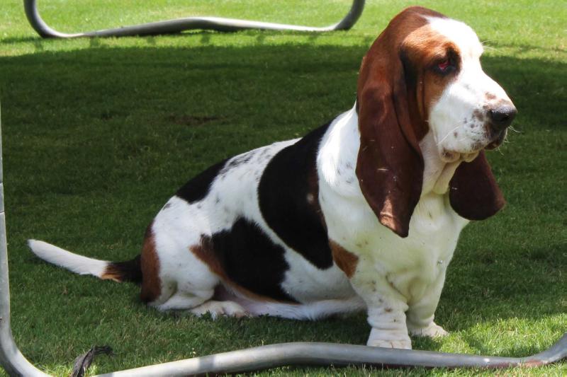 Heaven Scent Sampson Of Stonewall | Basset Hound 