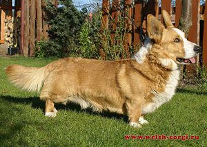 Cyprian Corlan Gi | Cardigan Welsh Corgi 