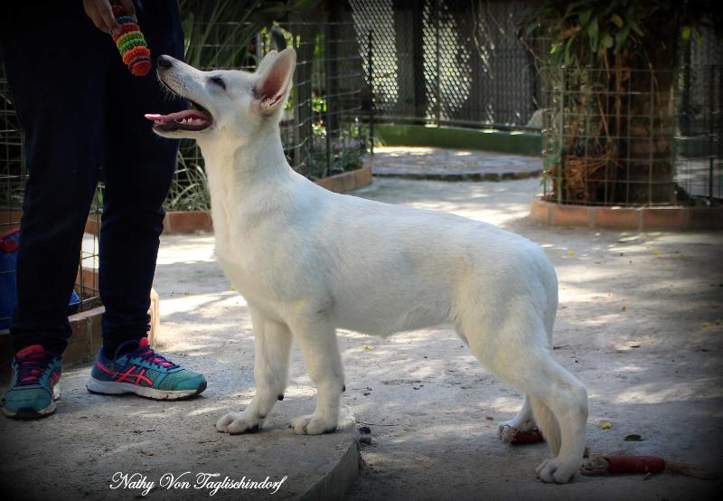 Nathy von Taglischindorf | White Swiss Shepherd Dog 