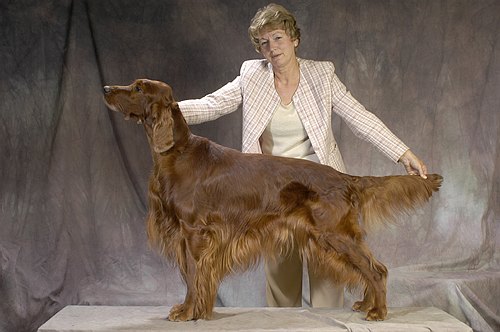 Vicary's US DOLLAR | Irish Setter 