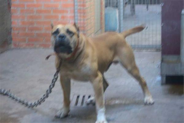 Mustang de KingZulu | Perro de Presa Canario 