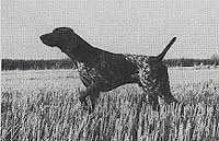 YORCK V HEGE HAUS | German Shorthaired Pointer 