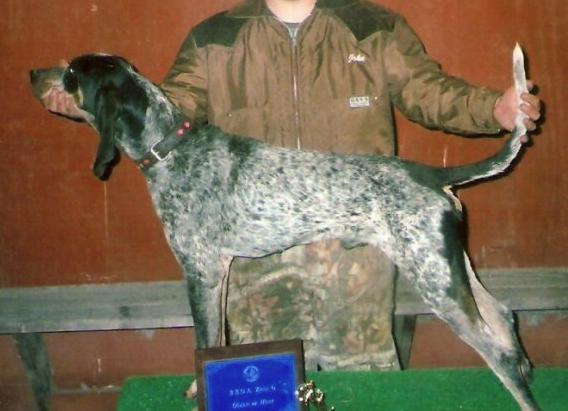 Helton's Clinch Mtn Blue Combo | Bluetick Coonhound 