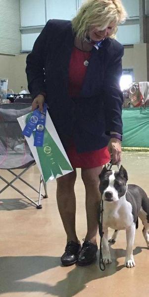 Cirkle C's Miss Sugar | American Staffordshire Terrier 