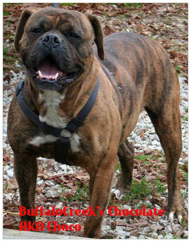 BuffaloCreek's Chocolate ,AKA CHOCO | Olde English Bulldogge 