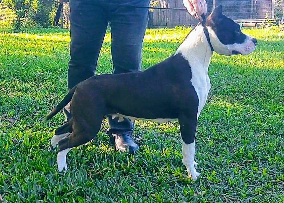 Conventos Safira | American Staffordshire Terrier 