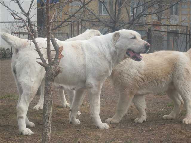 Grai Vest Kuvvat | Central Asian Shepherd Dog 