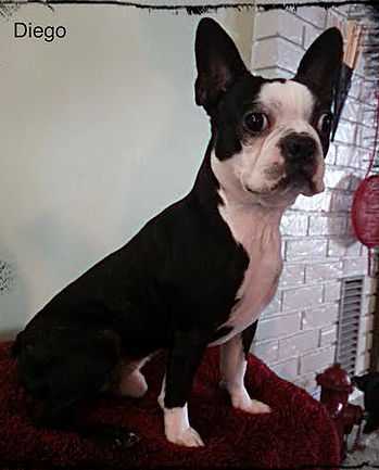 Kitepilot's Diego | Boston Terrier 