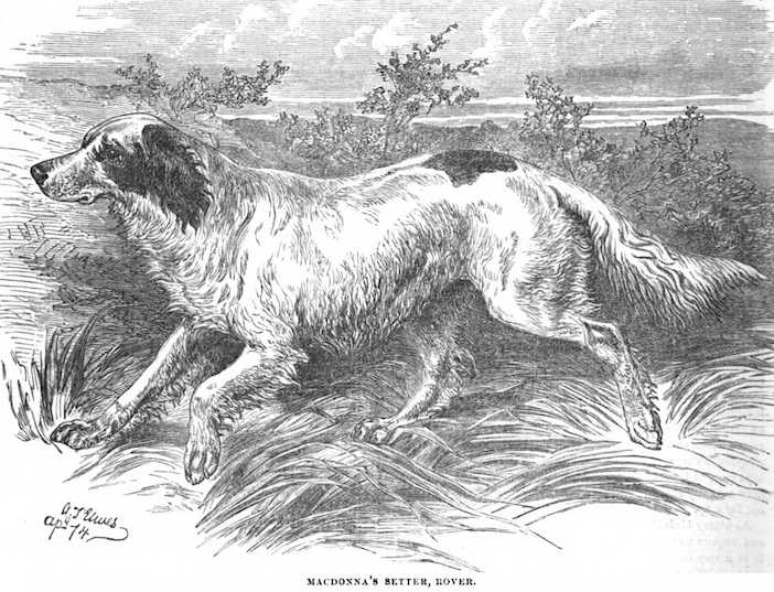 Rover (c.1874) (Macdonna's) | English Setter 