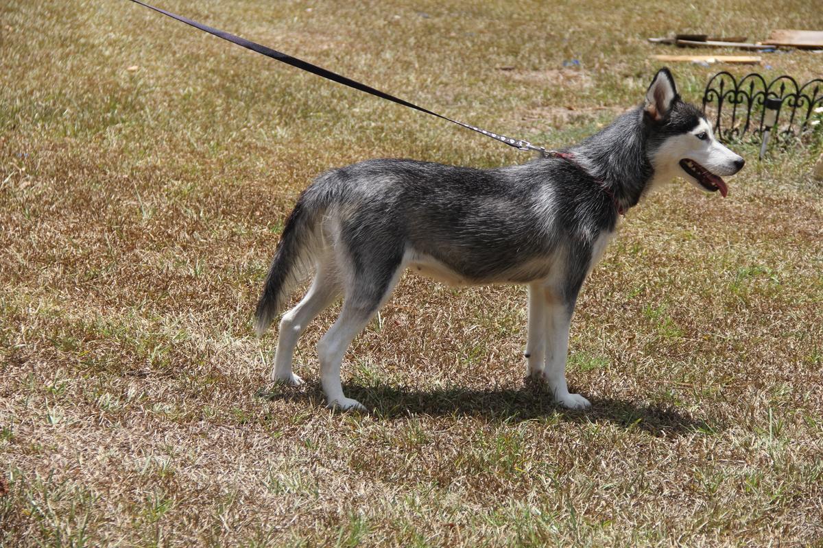 Chenyworth's Lucy | Siberian Husky 