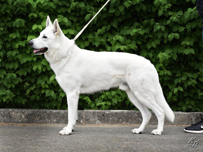 ARGO Dark Albedi Blondi | White Swiss Shepherd Dog 