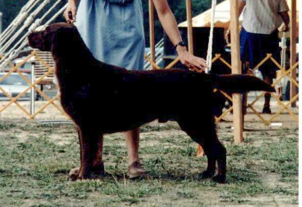 Bertschire's Jesse James | Flat-Coated Retriever 