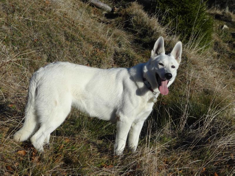 Diva of White Eagle | White Swiss Shepherd Dog 