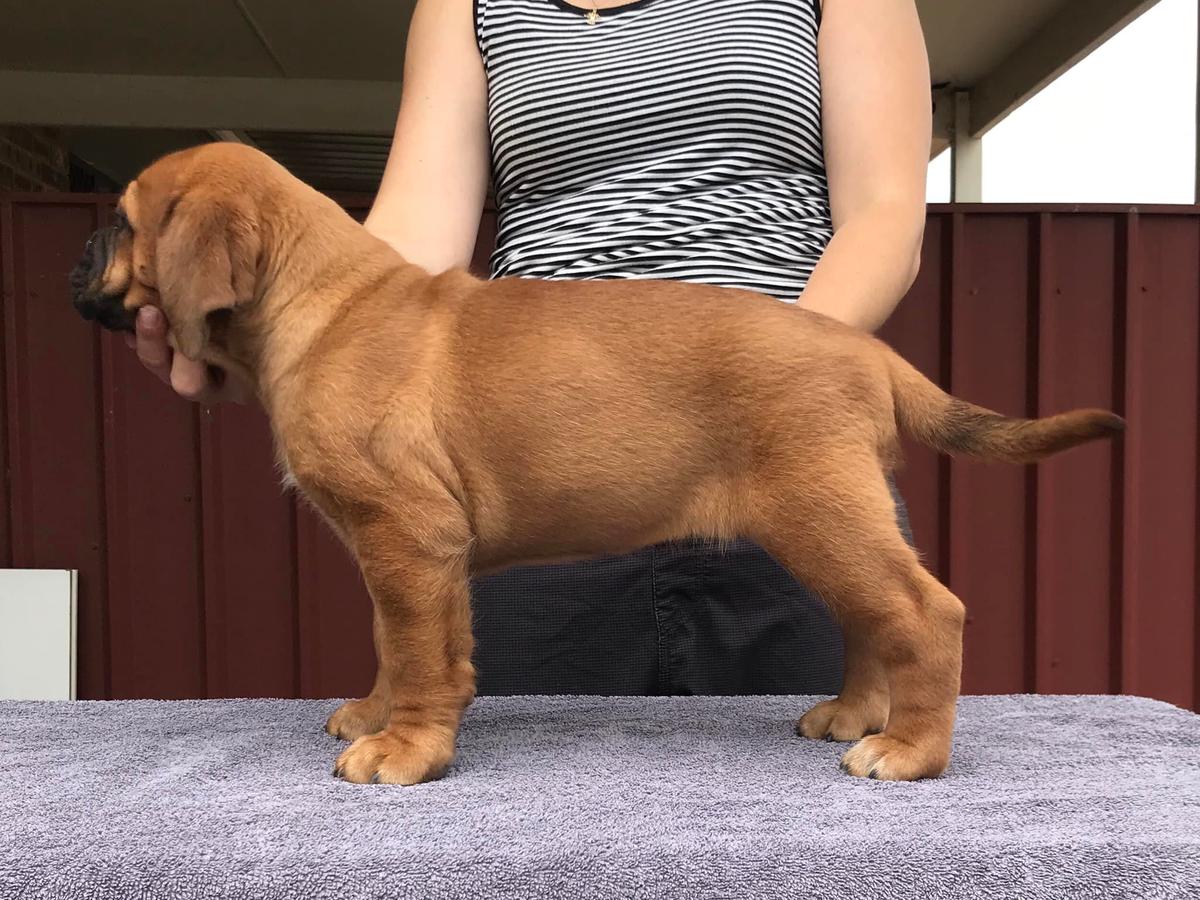 Taureauxroug Must Be Magic | Dogue de Bordeaux 